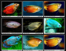 Dwarf Gourami Assorted