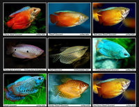 Dwarf Gourami Assorted