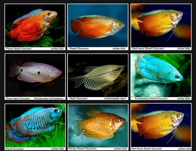 Dwarf Gourami Assorted