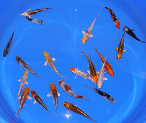 Koi - ASSORTED