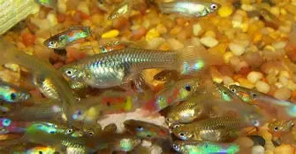 Feeder Guppies