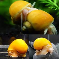 Apple Snails