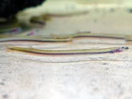 Giant Black Kuhli Loach