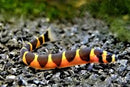 Khuli Loach