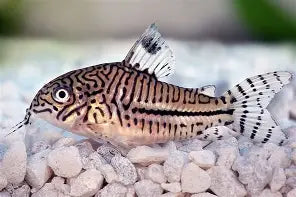 Leopard Corydora