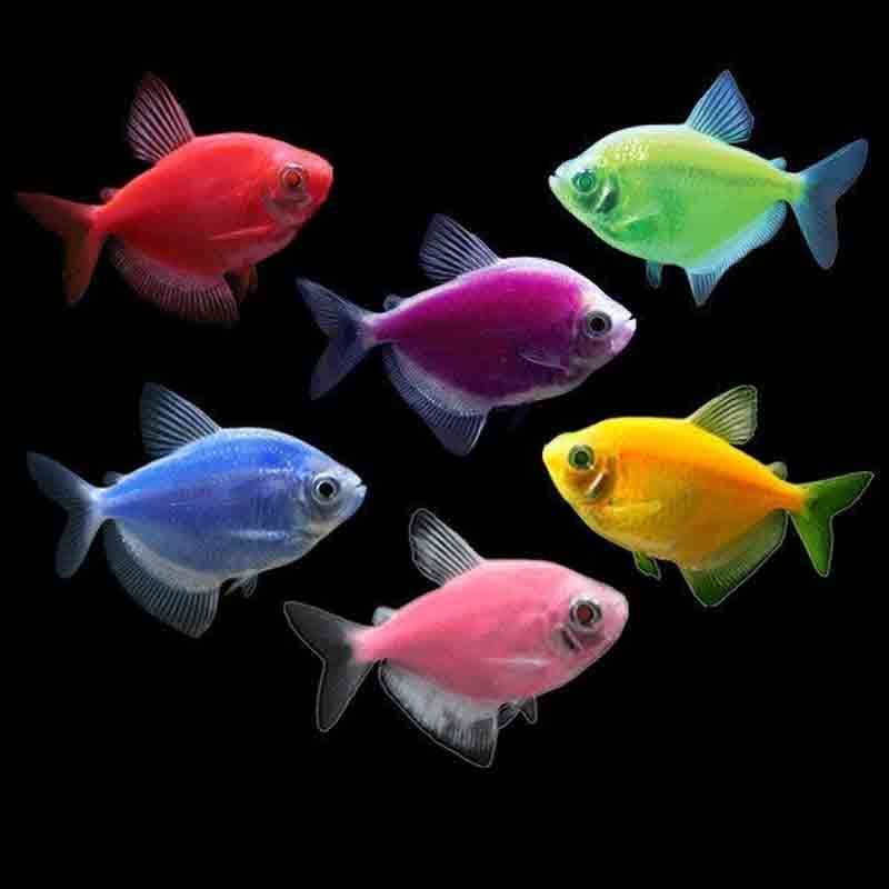 GMO Widow Tetra
