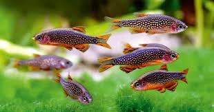 Galaxy Micro Rasbora - ‘Celestial Pearl Danio’