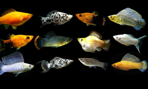 Assorted Mollies