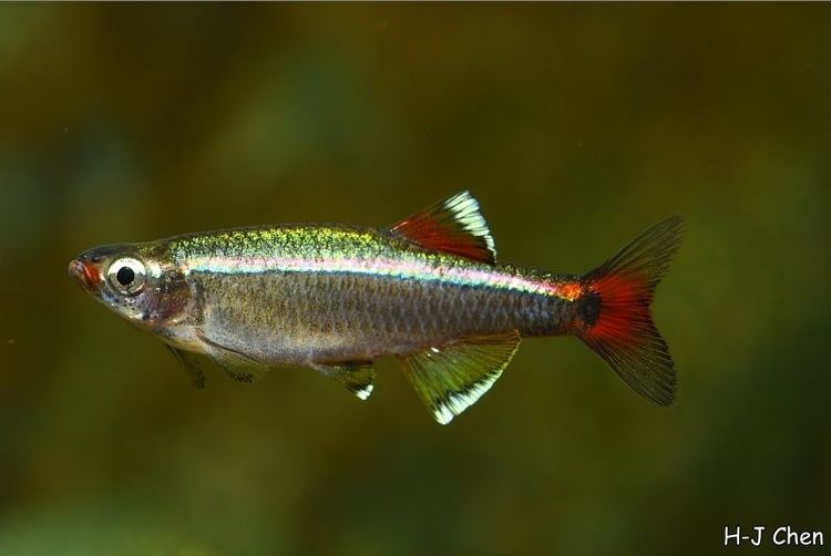 White cloud mountain minnow