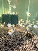 Platinum Balloon Ram