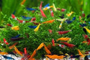Neocaridina mix