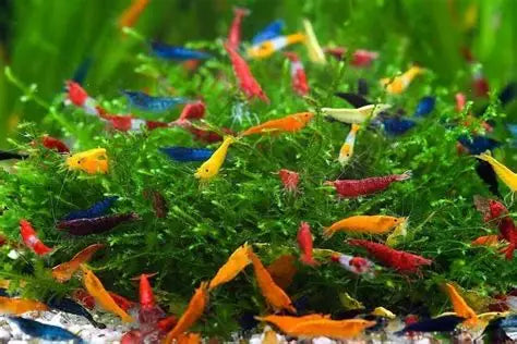 Neocaridina mix