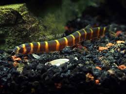 Giant Black Kuhli Loach