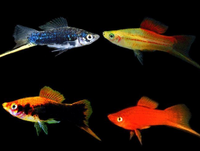 Swordtails
