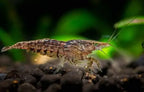 Shrimp - Neocaridina