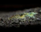 Shrimp - Neocaridina