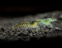 Ghost shrimp
